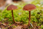 photo thumbnail #12
