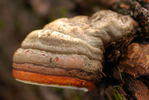 photo thumbnail #15