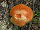 photo thumbnail #3