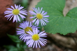photo thumbnail #15
