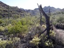 photo thumbnail #13