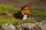 photo thumbnail #12