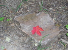 photo thumbnail #2