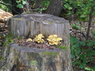 photo thumbnail #7