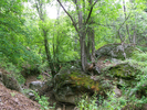 photo thumbnail #15