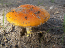 photo thumbnail #9