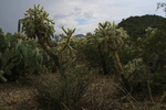 photo thumbnail #1