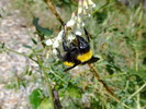 photo thumbnail #11