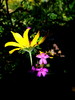photo thumbnail #13