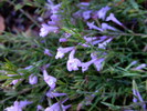 photo thumbnail #14