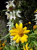 photo thumbnail #15