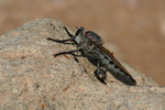 photo thumbnail #13
