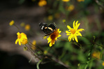 photo thumbnail #1