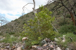 photo thumbnail #6