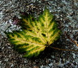 Featured Detail Photo