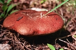 photo thumbnail #2