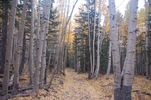 photo thumbnail #5
