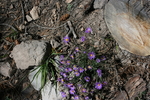 photo thumbnail #11