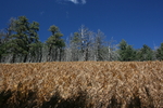 photo thumbnail #13