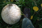 photo thumbnail #7