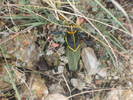 photo thumbnail #4
