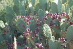 photo thumbnail #4