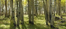 photo thumbnail #7