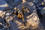 photo thumbnail #8