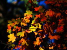 photo thumbnail #10