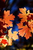 photo thumbnail #13