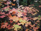 photo thumbnail #15