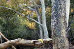 photo thumbnail #8
