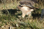 photo thumbnail #13