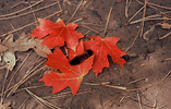 photo thumbnail #1
