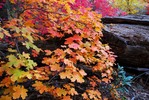 photo thumbnail #11