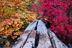 photo thumbnail #12
