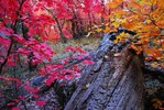 photo thumbnail #14