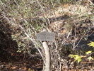 photo thumbnail #12