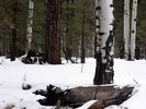 photo thumbnail #10
