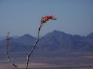 photo thumbnail #5