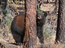 photo thumbnail #4