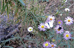 photo thumbnail #15