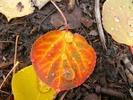 photo thumbnail #4
