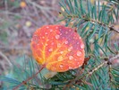 photo thumbnail #5