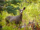 photo thumbnail #15
