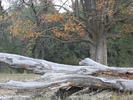 photo thumbnail #10