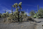 photo thumbnail #4