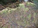2007-11-21 :2: Cochise Stronghold Trail #279 :: AZLOT69