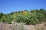 photo thumbnail #2