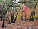 photo thumbnail #1